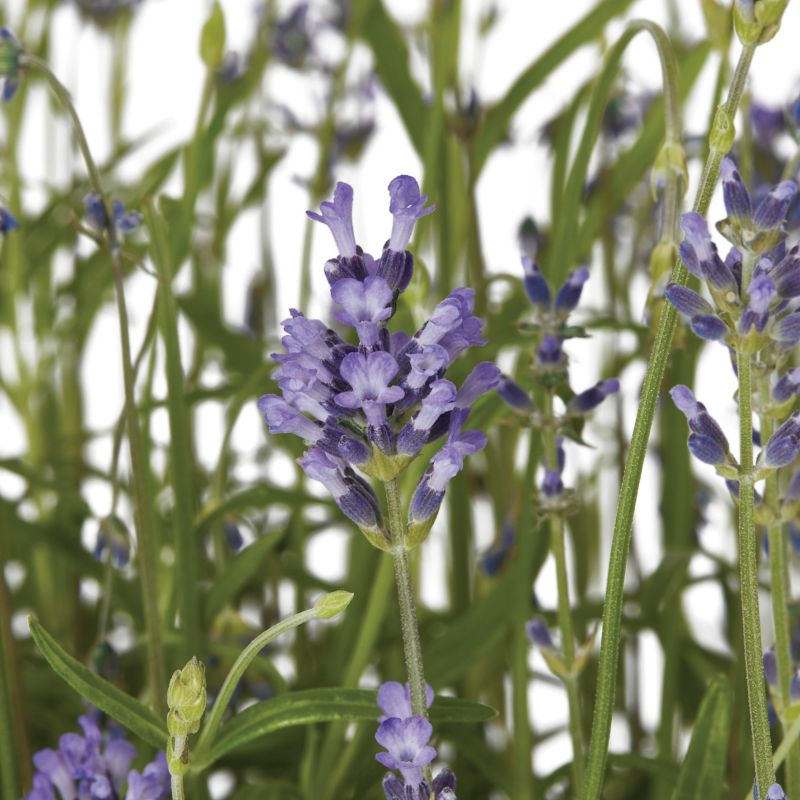 Lavendel i potte 17 cm, højde 35 cm