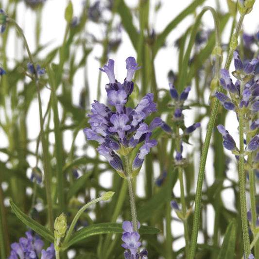 Lavendel i potte 17 cm, højde 35 cm