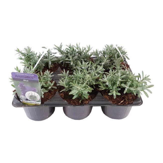Lavendel i potte 9 cm 6-pak