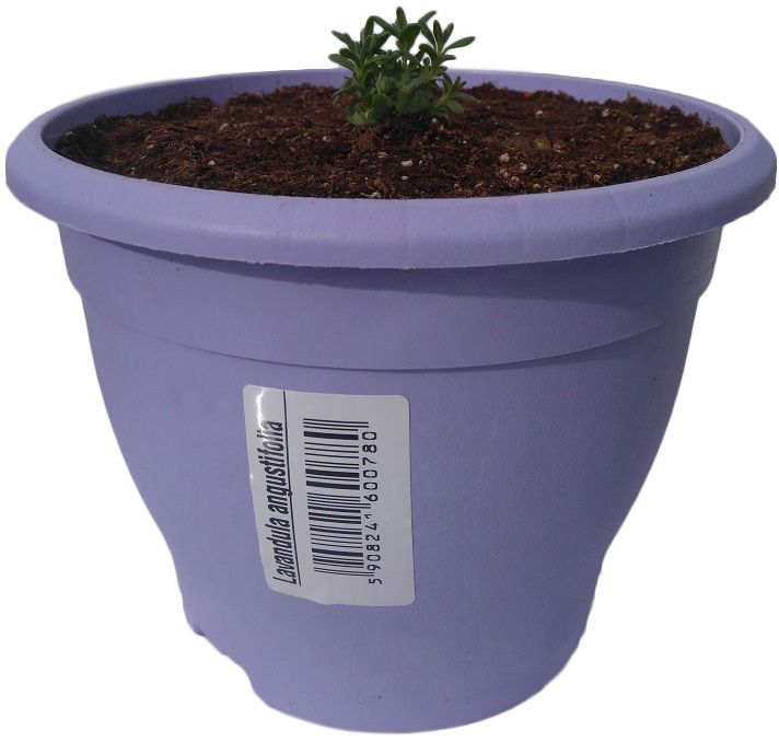 Lilla lavendel i potte C2