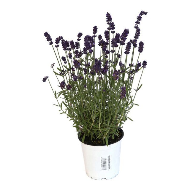 Lilla lavendel i potte P13