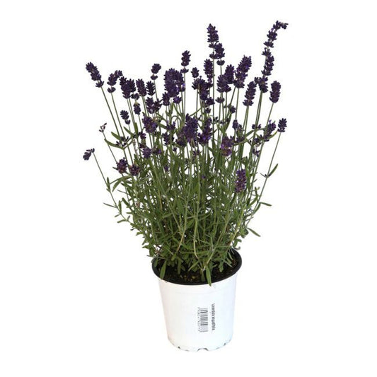 Lilla lavendel i potte P13