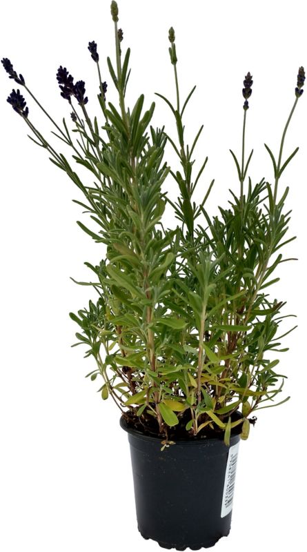 Lilla lavendel i potte P9