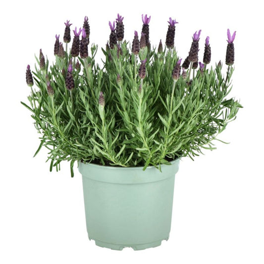 Fransk lavendel Verve mix 1 l