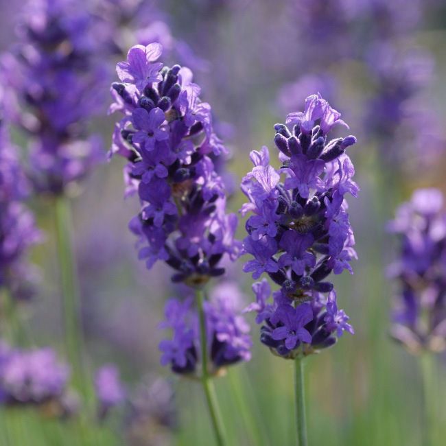 Lavendel (Lavandula angustifolia) mix