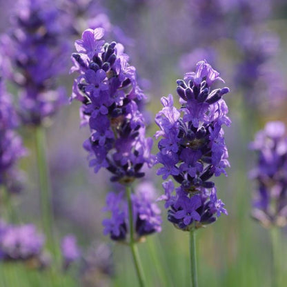 Lavendel (Lavandula angustifolia) mix