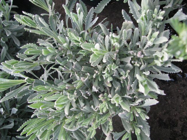 Lavendel (Lavandula angustifolia) mix
