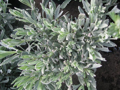 Lavendel (Lavandula angustifolia) mix