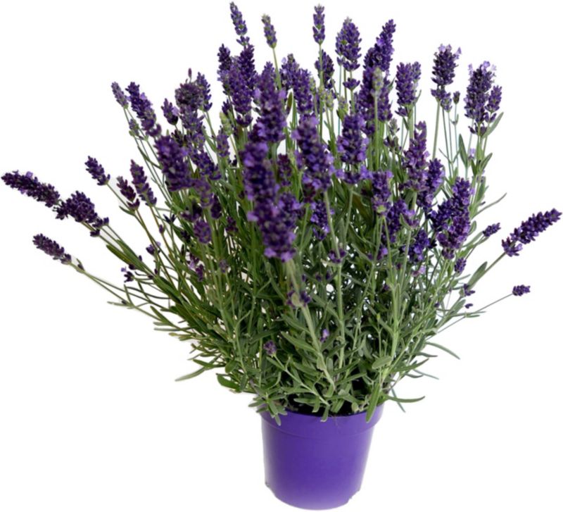 Lavendelplante i 11 cm potte