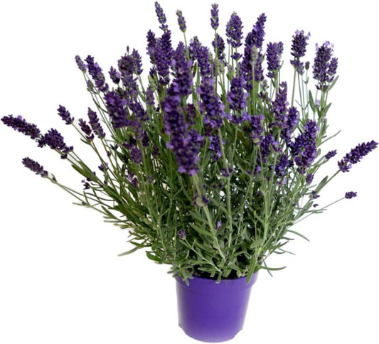 Lavendelplante i 11 cm potte