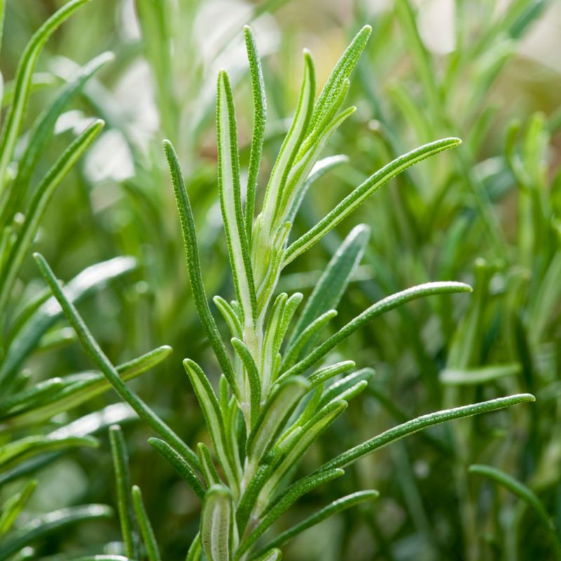 Lavendelplante i 13 cm potte