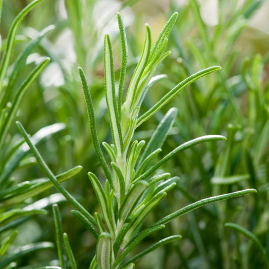 Lavendelplante i 13 cm potte
