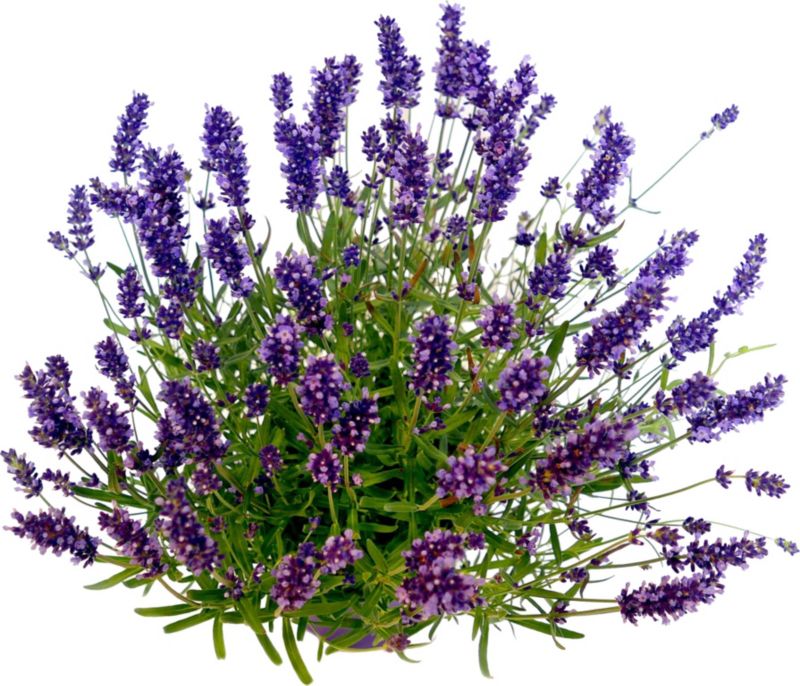 Smalbladet lavendel 1 l