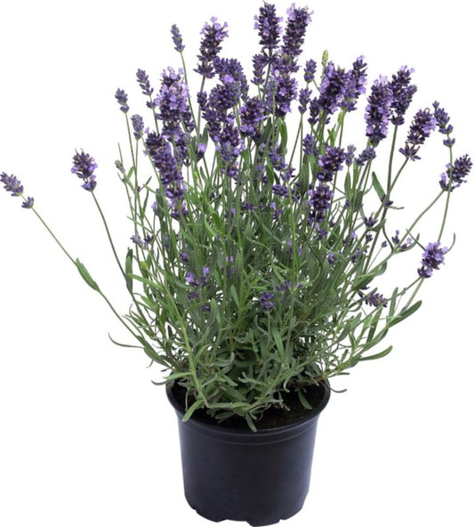 Smalbladet lavendel 1 l