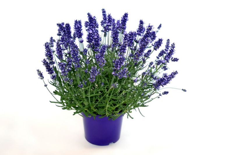 Smalkbladet lavendel 2 l