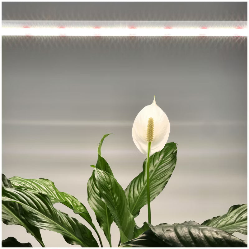 LED Plantelys 60 cm 15W