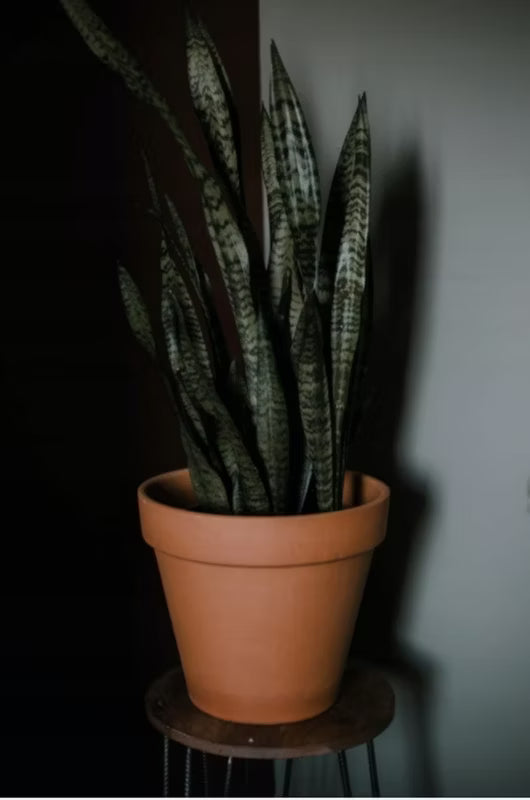 Lerkrukke Terrakotta 17 cm