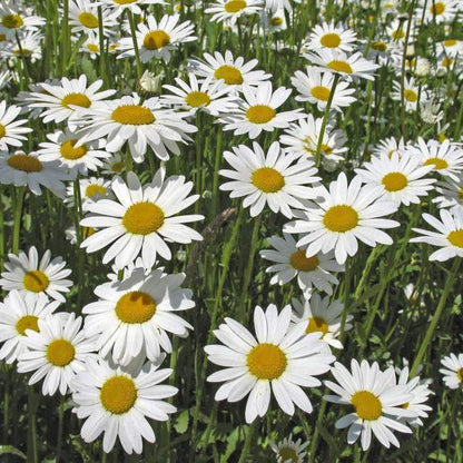 Leucanthemum i potte 17 cm