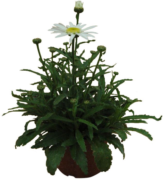 Leucanthemum i potte 17 cm