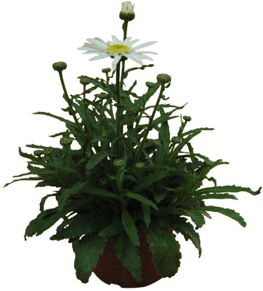 Leucanthemum i potte 17 cm