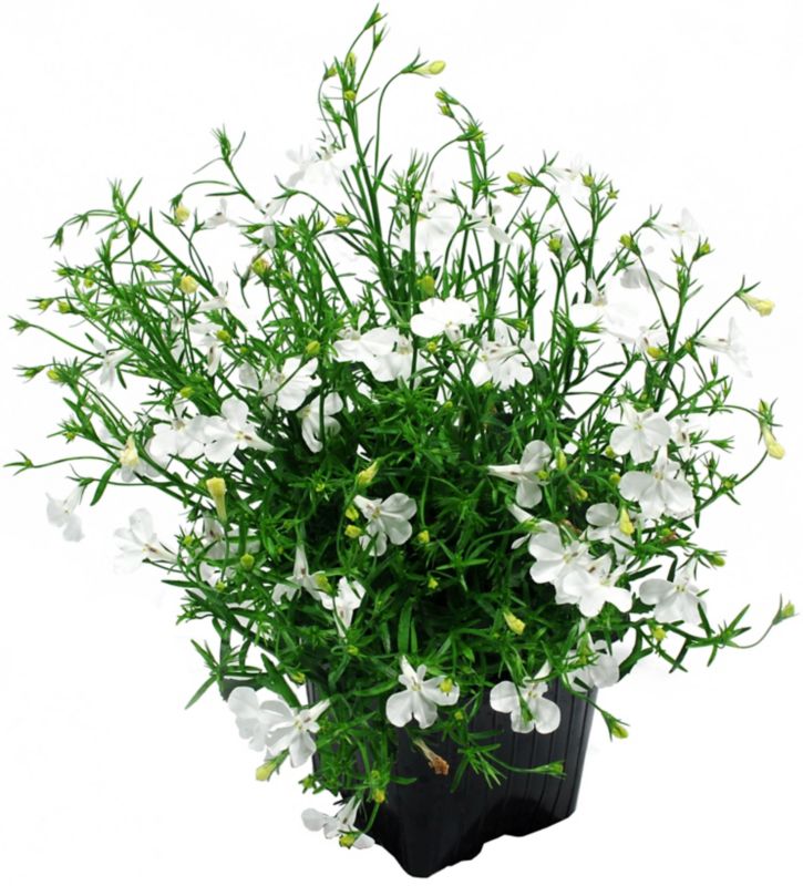 Lobelia 10,5 cm – farverig balkonblomst til langvarig blomstring