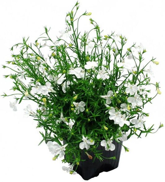 Lobelia 10,5 cm – farverig balkonblomst til langvarig blomstring