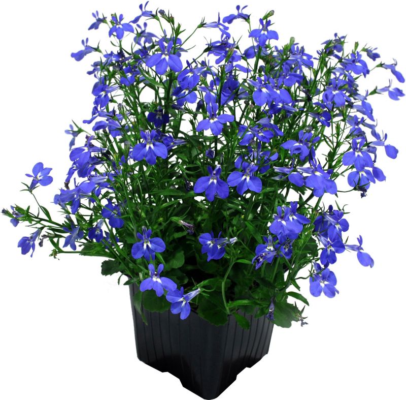 Lobelia 10,5 cm – farverig balkonblomst til langvarig blomstring