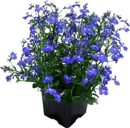 Lobelia 10,5 cm – farverig balkonblomst til langvarig blomstring