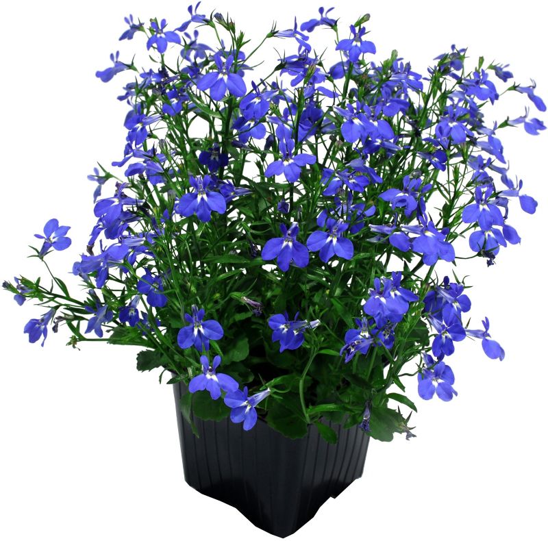 Lobelia Verve i potte 10,5 cm, højde 20 cm