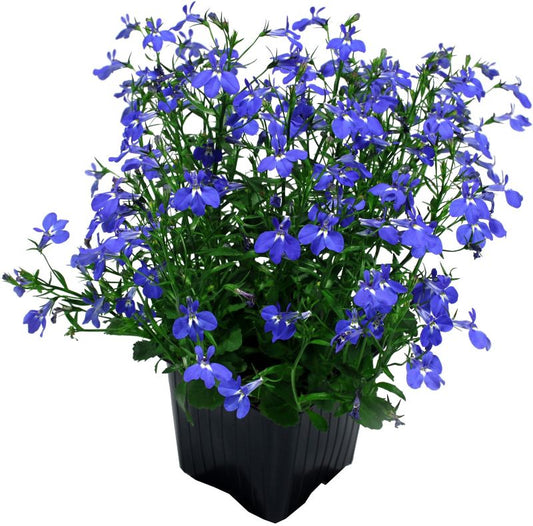 Lobelia Verve i potte 10,5 cm, højde 20 cm
