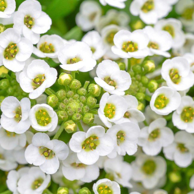 Lobularia i 10 cm potte