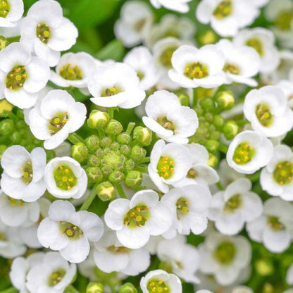 Lobularia i 10 cm potte