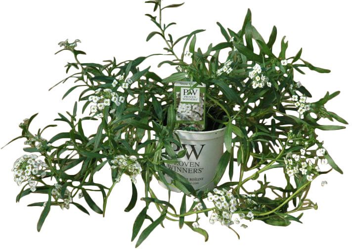 Lobularia i 10 cm potte