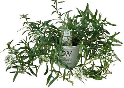 Lobularia i 10 cm potte