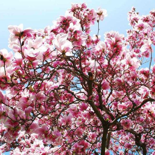 Magnolia (Magnolia) 160-220 cm C20