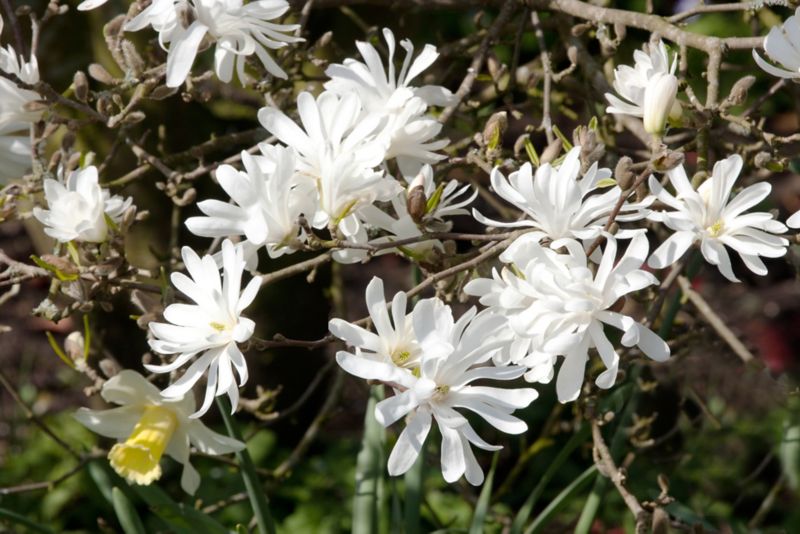 Magnolia Verve 40-70 cm