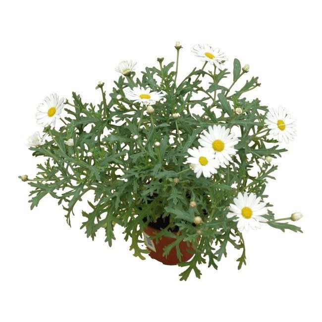 Marguerit 10,5 cm