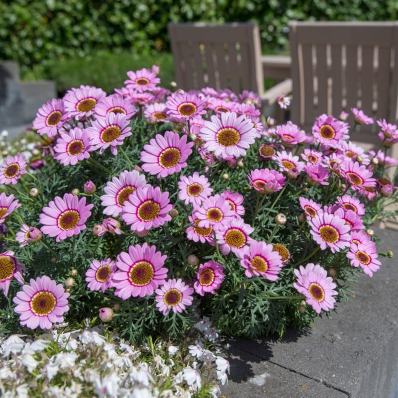 Marguerit Halo 13 cm