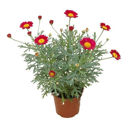 Marguerit Halo 13 cm