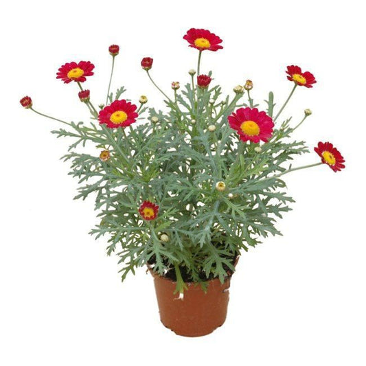 Marguerit Halo 13 cm