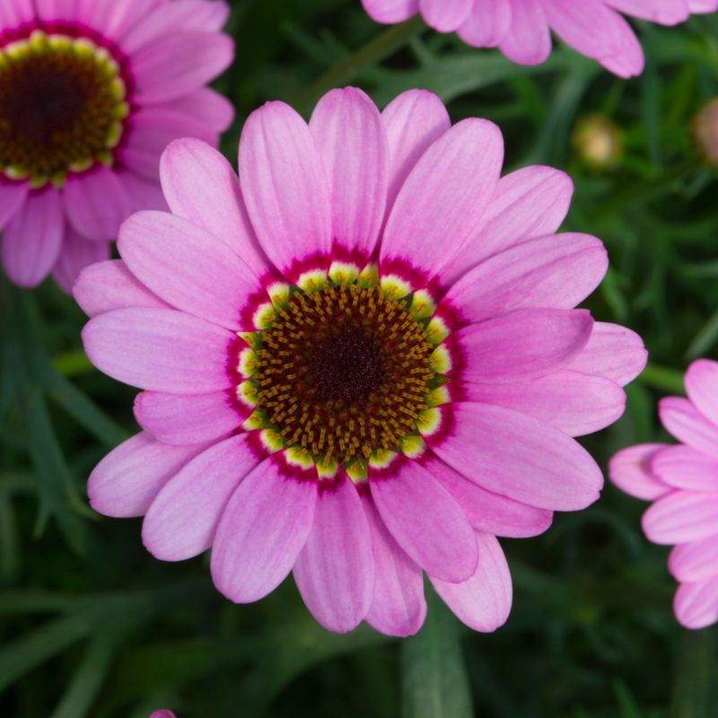 Marguerit Halo 13 cm