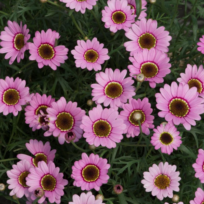 Marguerit Halo 13 cm
