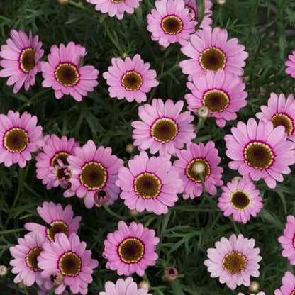 Marguerit Halo 13 cm