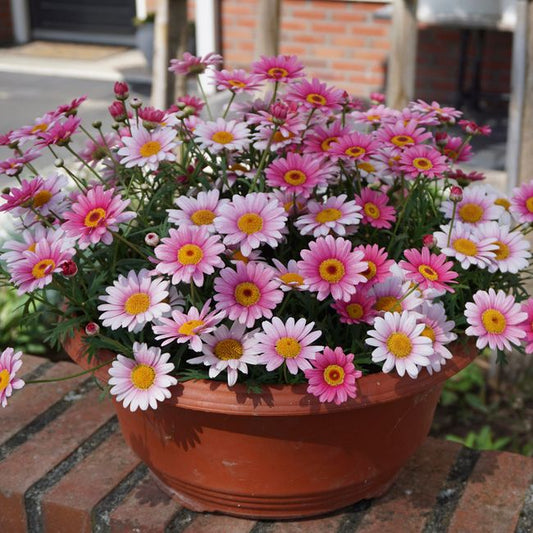 Marguerit Halo 23 cm