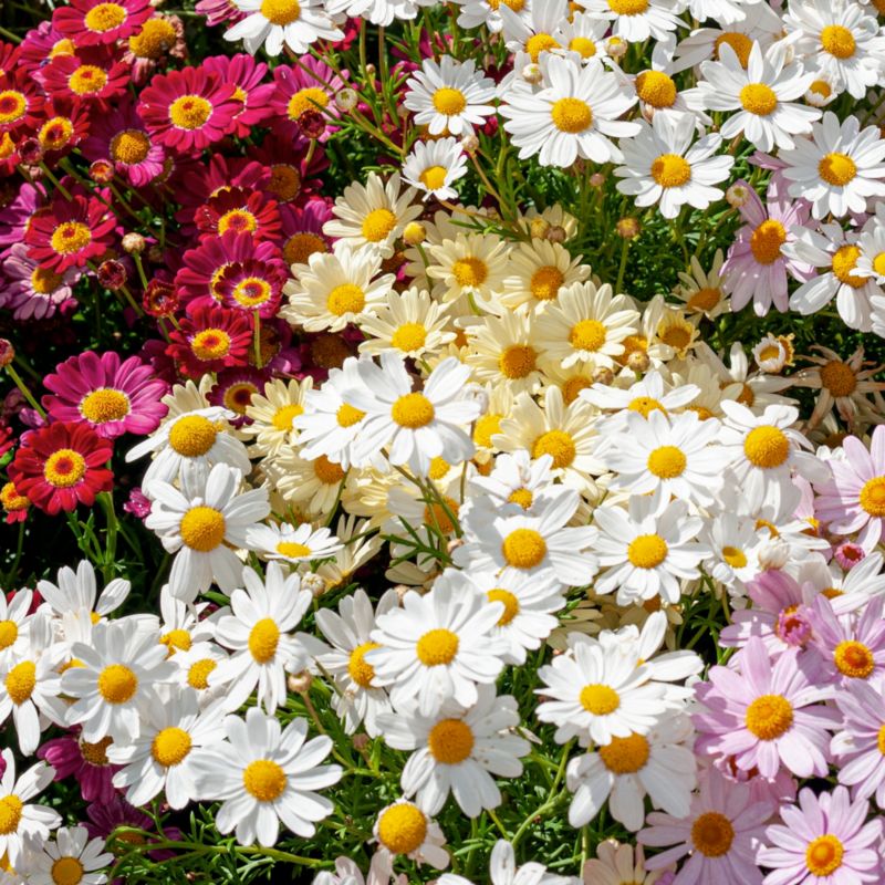 Marguerit mix 13 cm