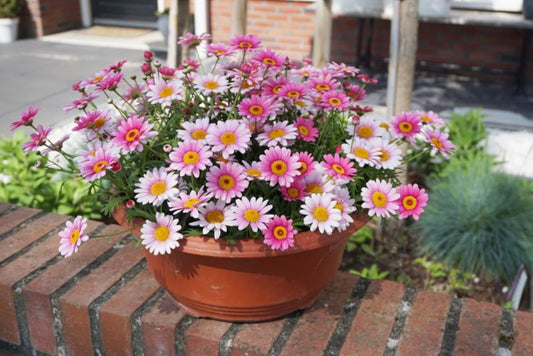Marguerit mix 13 cm