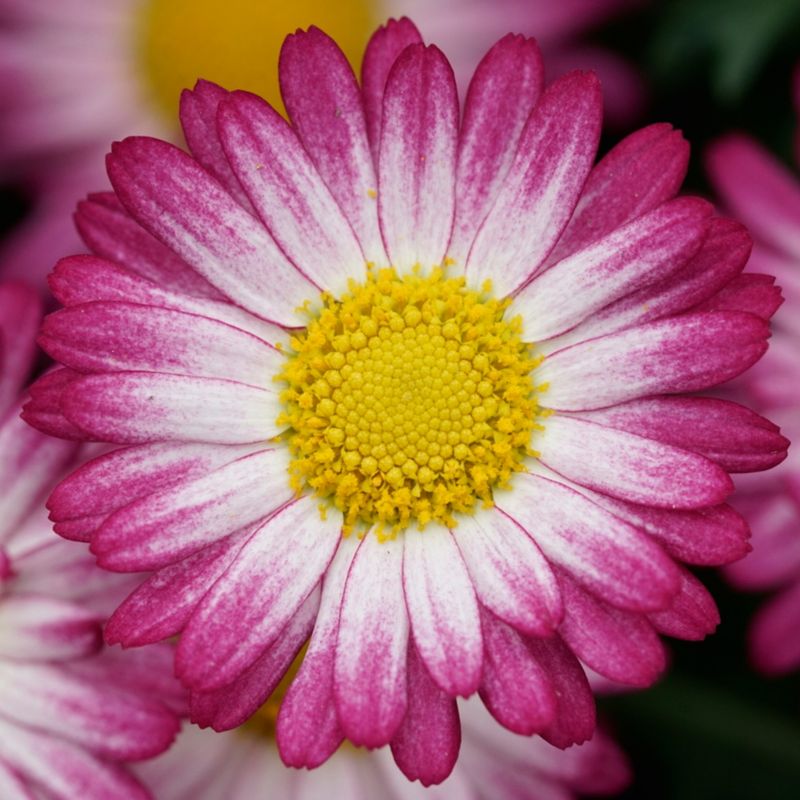 Marguerit mix 13 cm