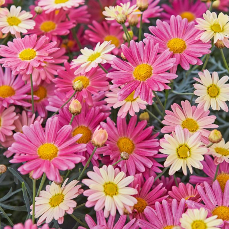 Marguerit mix 13 cm