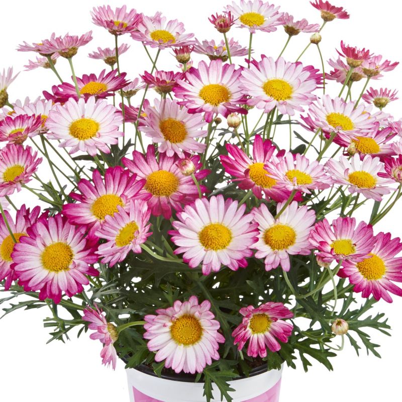 Marguerit mix 13 cm