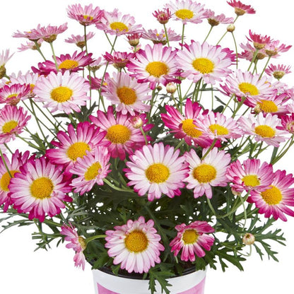 Marguerit mix 13 cm